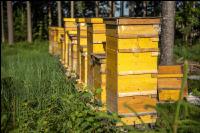 Bienenstöcke im Wald 30