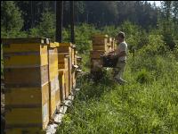 Bienenstöcke im Wald 29