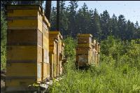 Bienenstöcke im Wald 28