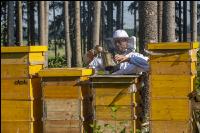 Bienenstöcke im Wald 27