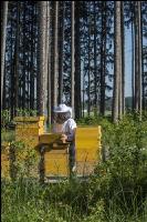 Bienenstöcke im Wald 26