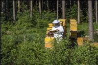 Bienenstöcke im Wald 25