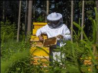 Bienenstöcke im Wald 24