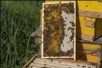 Bienenstöcke im Wald 23