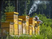 Bienenstöcke im Wald 22