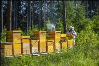 Bienenstöcke im Wald 21