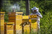 Bienenstöcke im Wald 20