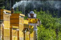 Bienenstöcke im Wald 19