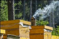 Bienenstöcke im Wald 18