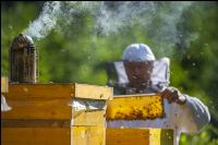 Bienenstöcke im Wald 17