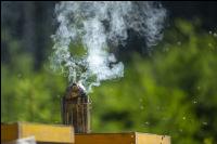 Bienenstöcke im Wald 16