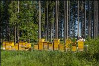 Bienenstöcke im Wald 15
