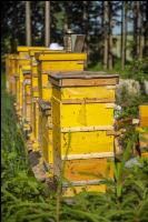 Bienenstöcke im Wald 14