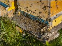 Bienenstöcke im Wald 13