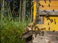 Bienenstöcke im Wald 12