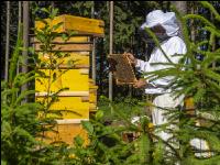 Bienenstöcke im Wald 11