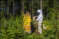 Bienenstöcke im Wald 10