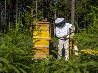 Bienenstöcke im Wald 9