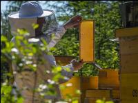 Bienenstöcke im Wald 8