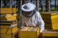 Bienenstöcke im Wald 7