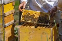 Bienenstöcke im Wald 5