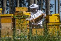 Bienenstöcke im Wald 4