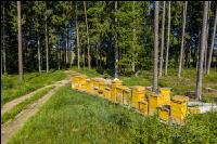 Bienenstöcke im Wald 1