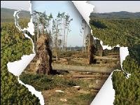 Waldschäden durch Klimaerwärmung
