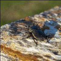 Hirschkäfer Weibchen 3