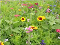 Wildflowers meadows 17