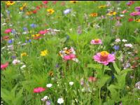 Wildflowers meadows 16