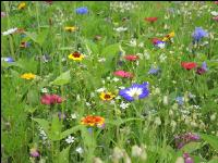 Wildflowers meadows 15
