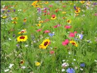Wildflowers meadows 14