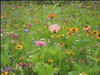 Wildflowers meadows 13