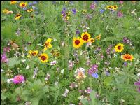 Wildflowers meadows 12