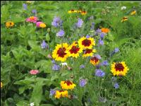 Wildflowers meadows 11