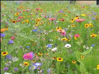 Wildflowers meadows 10