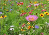 Wildflowers meadows 9