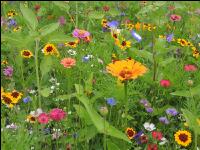 Wildflowers meadows 8