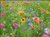 Wildflowers meadows 7