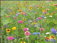 Wildflowers meadows 6