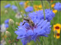 Bienen auf Bumenwiese 3