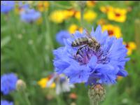 Bienen auf Bumenwiese 1