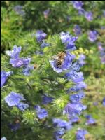 Bienen auf Bumenwiese 7