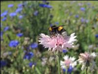 Hummel 2