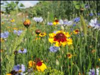 Wildflowers meadows 18