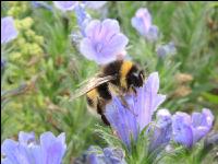Hummel 3