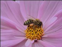 Bienen auf Bumenwiese 6