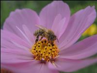 Bienen auf Bumenwiese 5