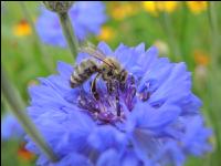 Bienen auf Bumenwiese 4